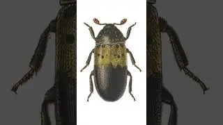 How to Spot Carpet Beetles: Insect Identification Tips #insects #nature #wildlife #macro #bug