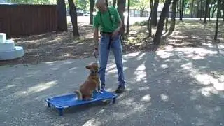 Ginger - Board and Train dog - Redeeming Dogs