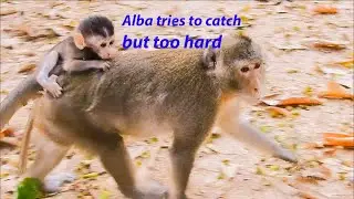 Pitiful baby monkey Alba tries to catches mum Anna while she is running forward.(Pls in description)