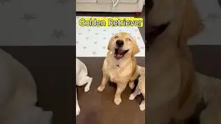 Golden Retriever VS Labrador 🆘