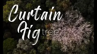 Curtain Fig Tree