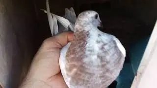 Palomos deportivos | adiestrando los pichones para la enseñanza | cullera Valencia