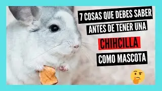 7 COSAS que DEBES SABER antes de TENER una CHINCHILLA