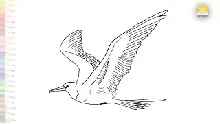 Great Frigatebird flying drawing | Sea birds drawing video | How to draw Great Frigatebird simply