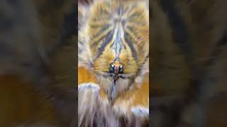 Orange baboon tarantula sling to adult transformation🔥