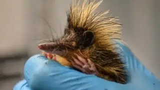 Dierentuin verwelkomt tenreks