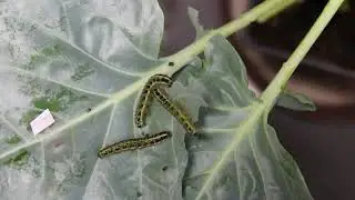 Pieris brassicae chewing on Brassica oleracea var. capitata