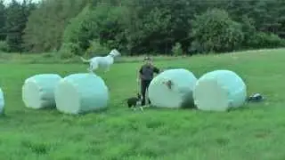 Dogo argentino - jumps after running