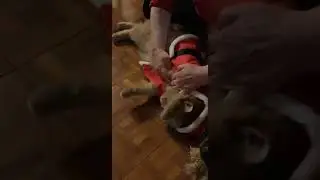 Putting a Santa costume on Atticus