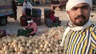 Muskmelon Harvesting | Kharbuj Kadhni | Kharbuj Sheti | खरबुज खेती