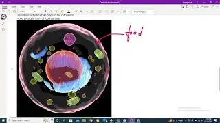 extracellular/ intercellular digestion-  explained