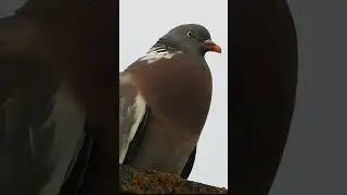 Common wood pigeon call/sound, (Columba palumbus)