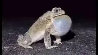 Croak. how to croak a frog at night