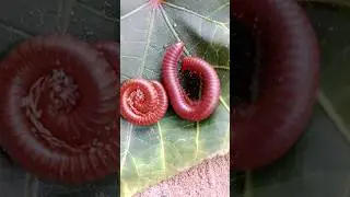 Two millipedes Red #millipede #sound #shorts #insects #animals