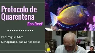 Novo protocolo de quarentena de peixes Por Miguel Mies | Bate papo com Basso
