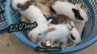 RABBITS 🐇😘 Baby Growth Day By Day 1 से 20 दिन के हो चुके हैं 🐇🐰 #growth #babyanimals 