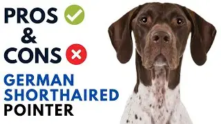 German Shorthaired Pointer Pros and Cons | German Shorthaired Pointer  Advantages and Disadvantages