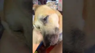 Sabi ko Ride on the beat eh hahaha 🐕#philippines #trending #travel