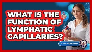 What Is The Function Of Lymphatic Capillaries?