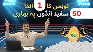LOHMANN BROWN EGGS V/S WHITE EGGS | Egg Breaking Challenge|