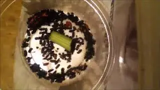Dermestids Canada Mealworm Timelapses 2017 2019  #10,244 29