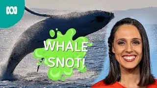 Whale facts with Dr Vanessa Pirotta | Play School | ABC Kids