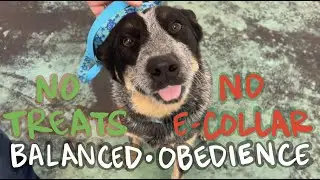 Intro | Balanced Obedience