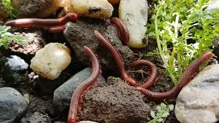 A close-up look at the unique forest millipede colonies #ForestMillipede #millipedecolony #Millipede