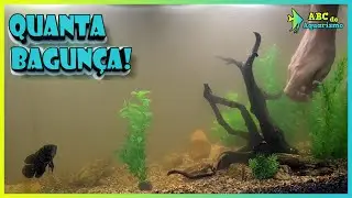 COLOCANDO PLANTAS ARTIFICIAIS NO AQUÁRIO DO BORIS