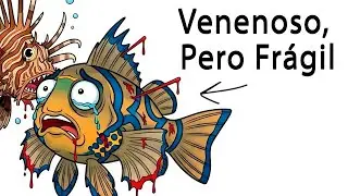 Porque Nacer Como Un Pez Mandarín Es Ser Un Arcoíris Viviente, Y El Océano Lo Ve Como Un Blanco