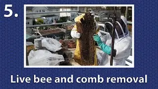 Cut-out method of live bee removal