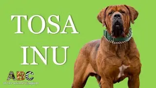 Tosa Inu - A Potentially Dangerous Dog