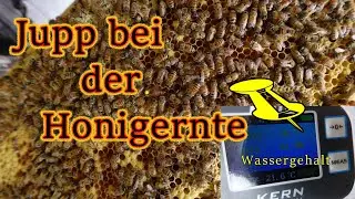 Honigernte 1