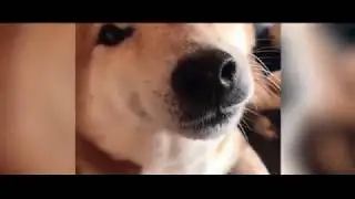 Grinning Dog Always Greets their Owner with the Biggest Smile
