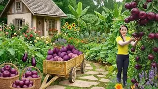 Harvesting 100 star apples and taking them to the market to sell - Rural life