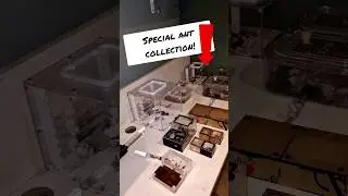 This ant colony is EXTREME!! (Carebara diversa)