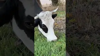 #hayday #youtubeshorts #shortvideo #inek #shorts #buzasmr #shortsvideo #dana #viral #beğen #destek