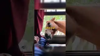 лошади &mdash; лучшие друзья человека?