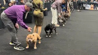 HOUSTON TEXAS ABKC SHOW POCKET BULLS