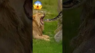 SNAKE vs LION #snake #lion #animals #wildlife #shorts #shortvideo #viralshort #viralvideos