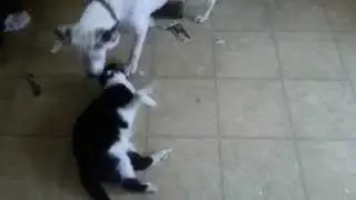 Funny cat bites dog's balls