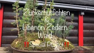 Zuckerhutfichten&Libanon ZedernWald Klimawandel Aufforstung Experiment Bonsai oder Kleinholz 2024-06