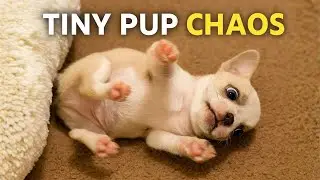Tiny puppy *excitedly* rolled around to get to her new bed. Would she want that?