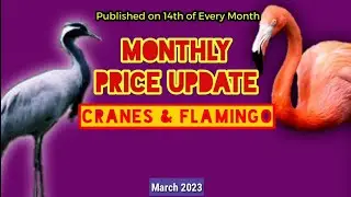 Price Update Cranes Flamingo Birds Mar 23 | Birds Pricelist | Bird Market Update @NadiaPetsCross