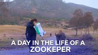 A Day In The Life Of A Zookeeper | Inside The Zoo | BBC Scotland