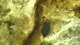 Melyris oblonga