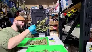 Fast Buds Green Crack and Purple Haze plus Barney&rsquo;s Farm Blue Dream