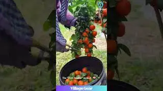 An ORANGE WATERFALL is Now a Thing!😂 These Fruit-Picking Skills are Pure Therapy! #satisfying #food