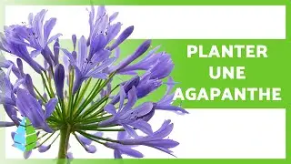 ENTRETIEN des AGAPANTHES 🌿💜 Comment PLANTER UNE AGAPANTHE et BOUTURE de l'agapanthe