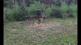 Alabama Nature Watch LIVE in 4K 24/7!! Deer, Turkey, Raccoon, Possum, Squirrel, Birds